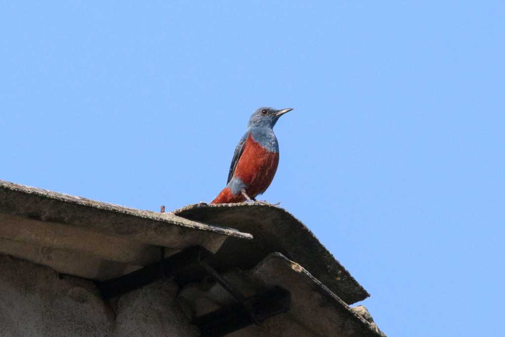 Blue Rock Thrush