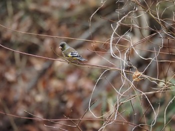 カワラヒワ 小宮公園(八王子) 2023年1月15日(日)