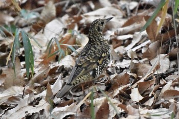 White's Thrush 高崎自然の森 Sun, 1/15/2023