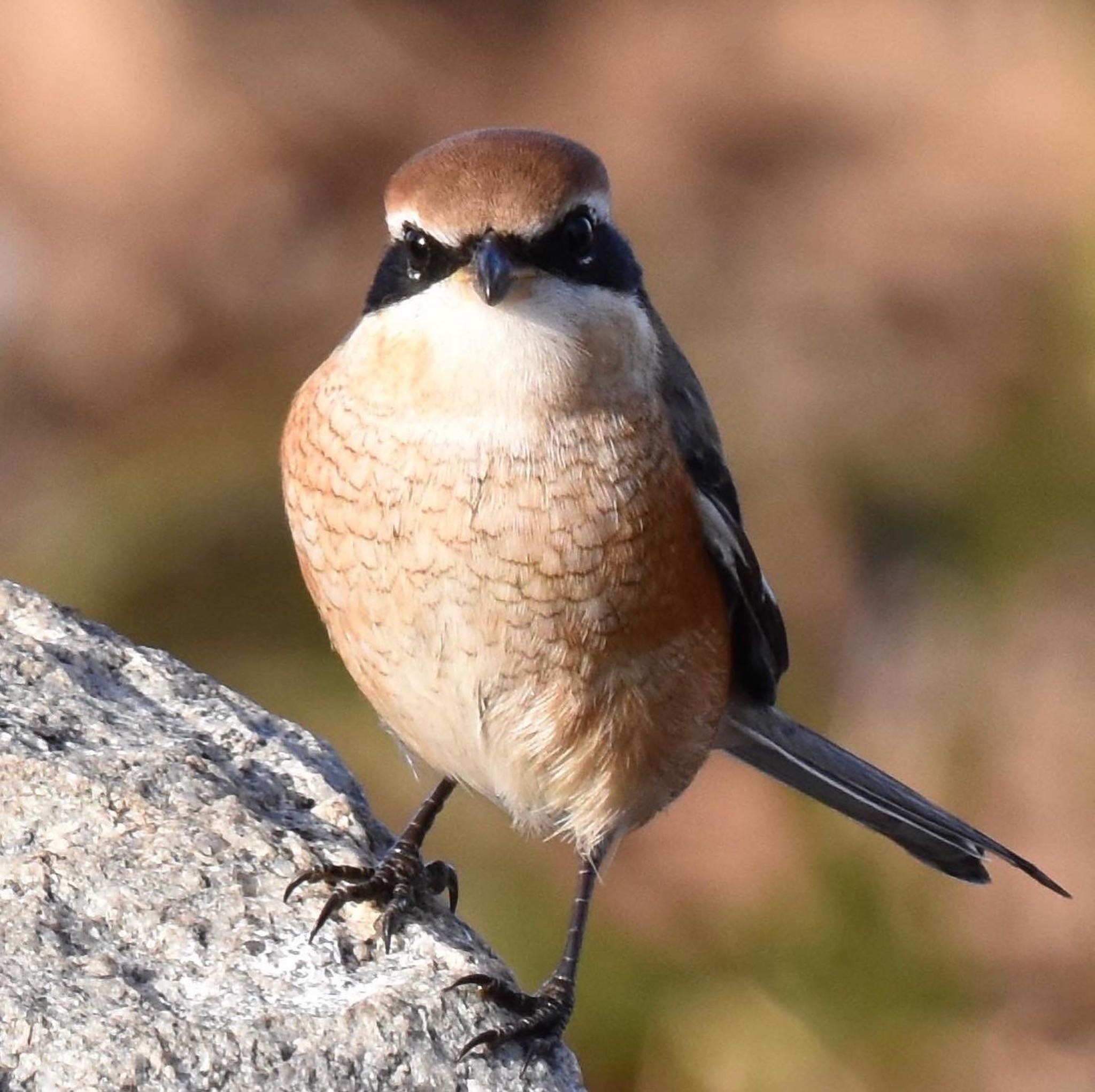 Photo of Bull-headed Shrike at 都内市街地 by mochi17