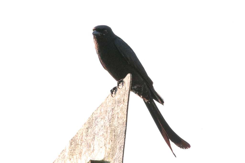 Black Drongo