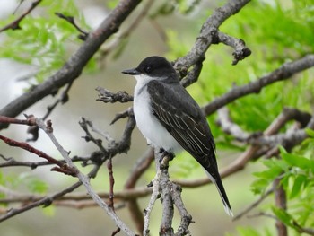 Eastern Kingbird Lake Como(Minnesota) Tue, 5/31/2022