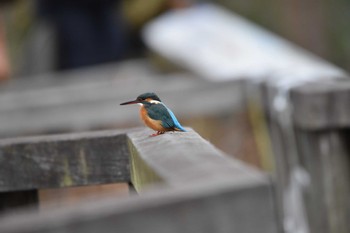 カワセミ 姿見の池(国分寺市) 2023年1月15日(日)