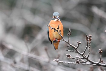 カワセミ 姿見の池(国分寺市) 2023年1月15日(日)