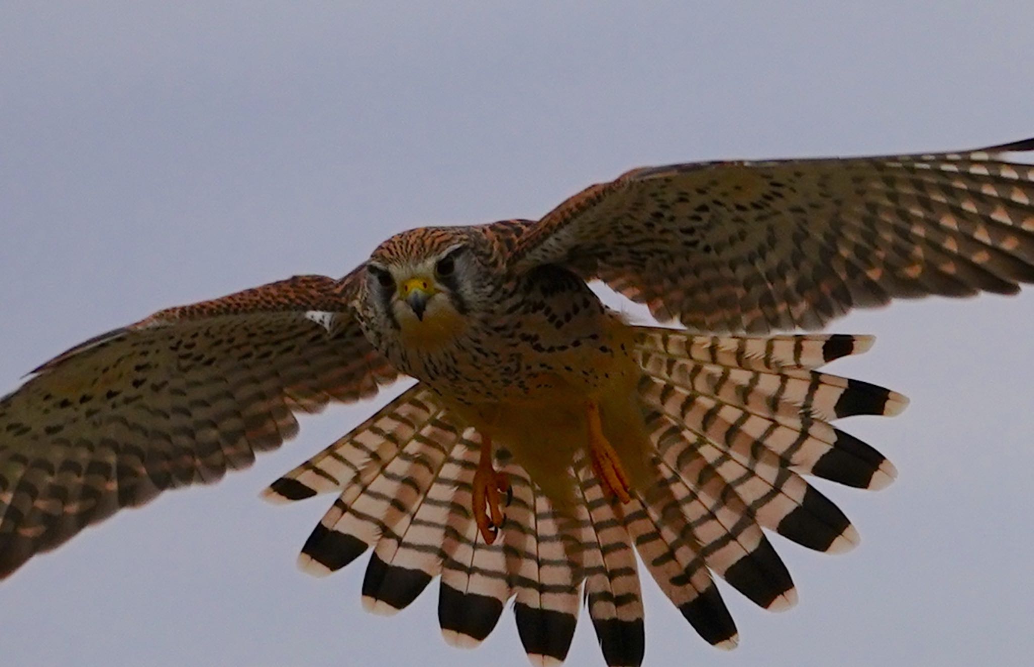 Photo of Common Kestrel at 淀川河川公園 by アルキュオン