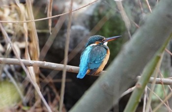 Common Kingfisher 城北公園 Sun, 1/15/2023