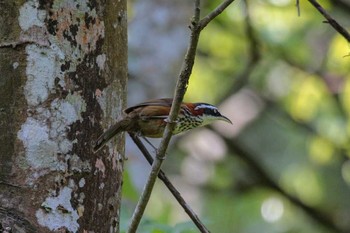 Streak-breasted Scimitar Babbler 三義 Wed, 3/28/2018