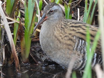 2023年1月15日(日) 姿見の池(国分寺市)の野鳥観察記録