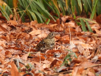 White's Thrush 大和民族公園(奈良県) Sun, 1/15/2023