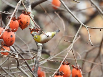 Warbling White-eye 大和民族公園(奈良県) Sun, 1/15/2023