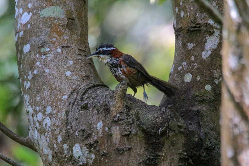 Streak-breasted Scimitar Babbler