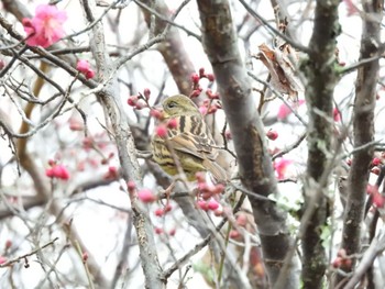 Masked Bunting 大和民族公園(奈良県) Sun, 1/15/2023