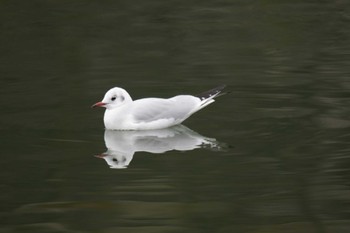 ユリカモメ 大阪城公園 2023年1月15日(日)