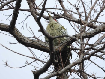 2023年1月15日(日) 服部緑地の野鳥観察記録