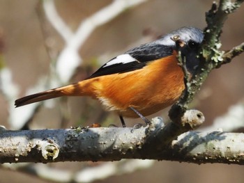 Daurian Redstart 亀山森林公園やまびこ Sun, 1/15/2023