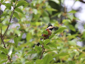 2023年1月15日(日) 茨木カンツリークラブ 近隣の野鳥観察記録