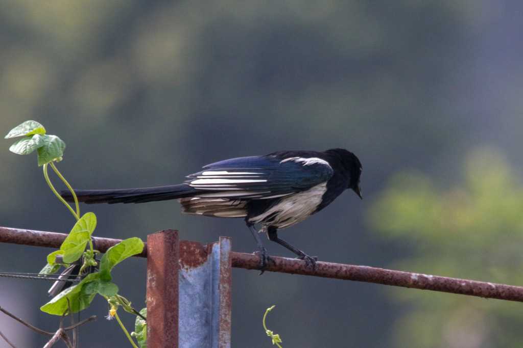 Photo of Eurasian Magpie at 三義 by たかとん