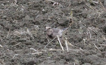 2023年1月15日(日) 鍋田干拓地の野鳥観察記録