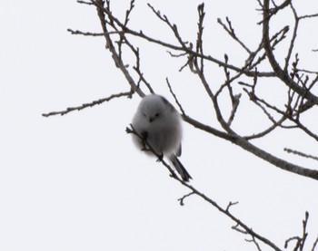 Long-tailed tit(japonicus) 野幌森林公園 Sun, 1/15/2023