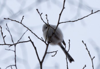 Long-tailed tit(japonicus) 野幌森林公園 Sun, 1/15/2023