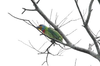 Taiwan Barbet 三義 Wed, 3/28/2018