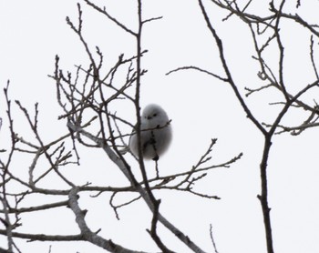 Long-tailed tit(japonicus) 野幌森林公園 Sun, 1/15/2023