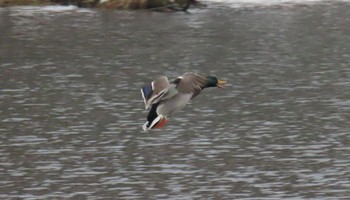 マガモ 鳥沼公園 2023年1月14日(土)