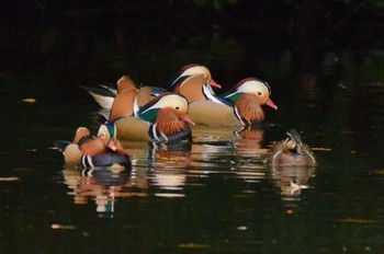 Mandarin Duck Shinjuku Gyoen National Garden Sun, 1/15/2023