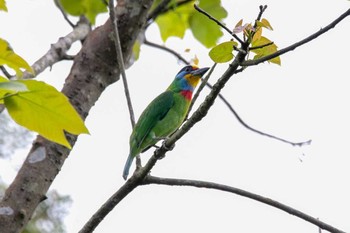 Taiwan Barbet 三義 Wed, 3/28/2018