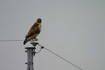 Eastern Buzzard 三重県三重郡菰野町 Sun, 1/15/2023