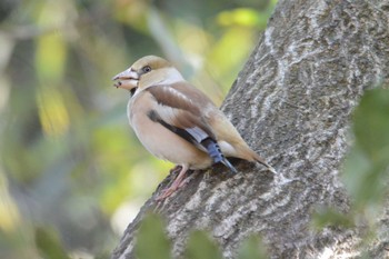 Hawfinch 北勢中央公園 Sun, 1/15/2023