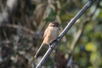 Bull-headed Shrike 北勢中央公園 Sun, 1/15/2023