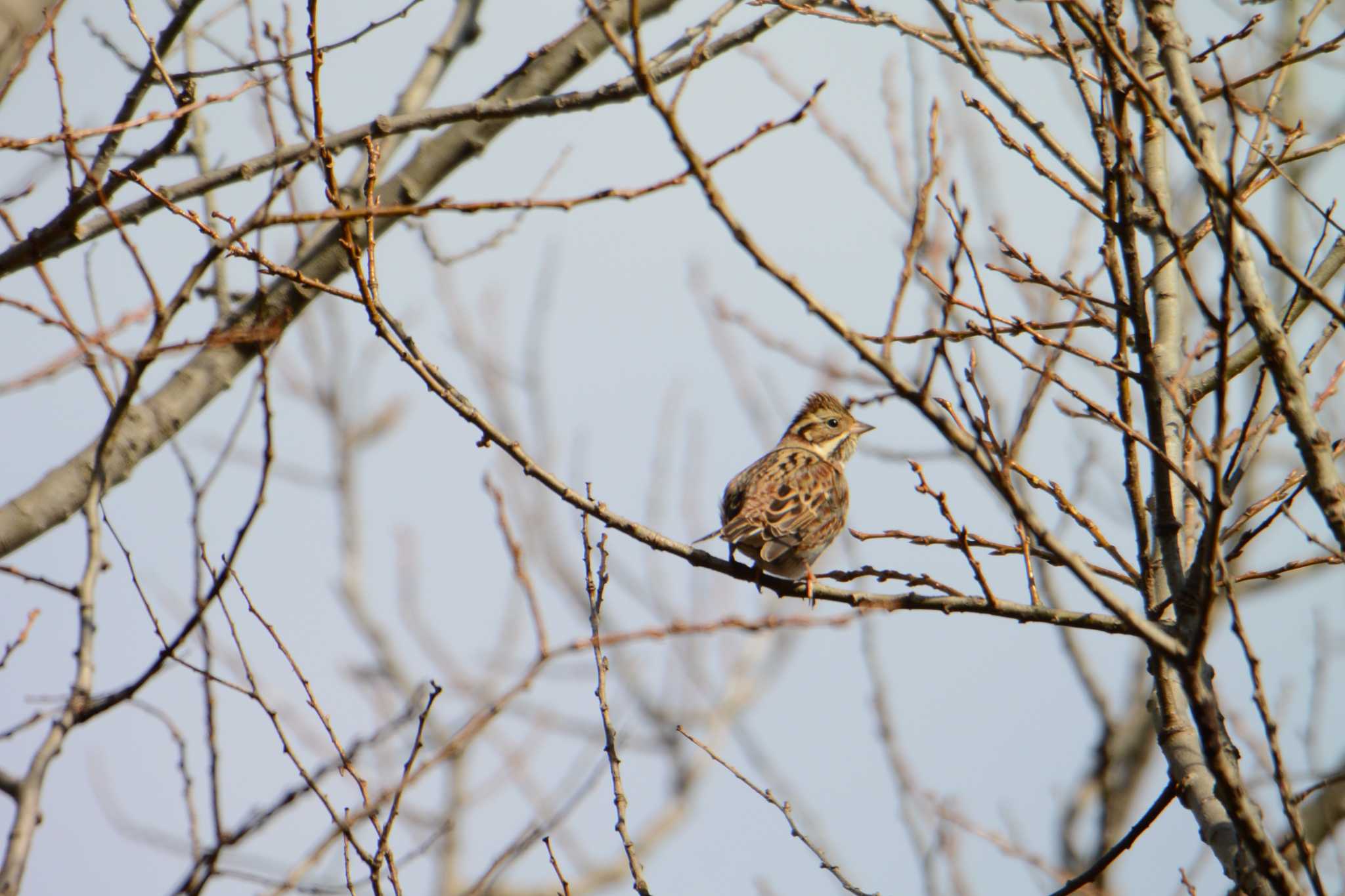 Rustic Bunting