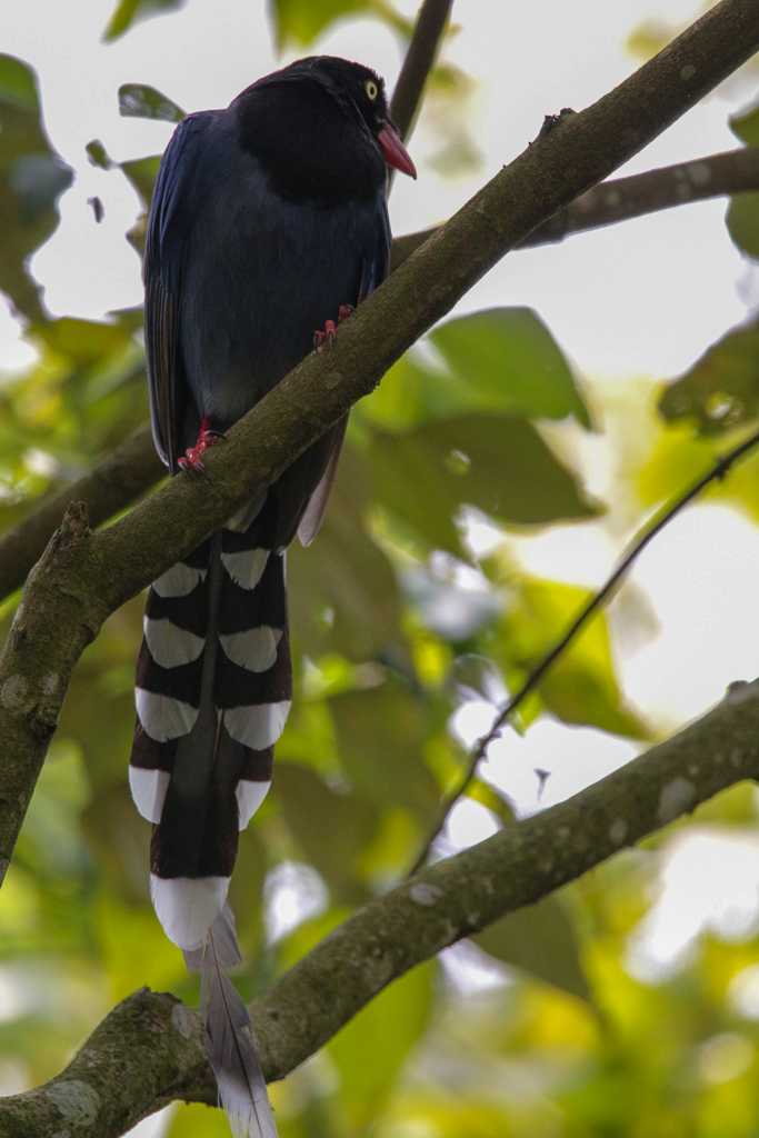 Taiwan Blue Magpie