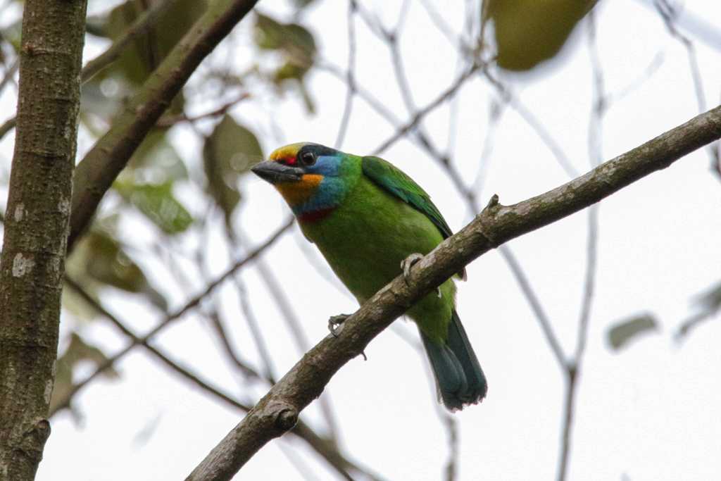 Taiwan Barbet