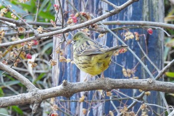 2023年1月5日(木) 舞岡公園の野鳥観察記録