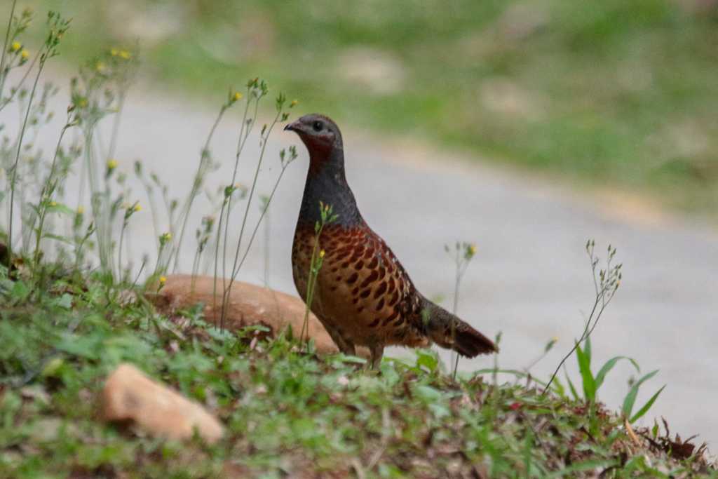 Photo of タイワンコジュケイ at 三義 by たかとん