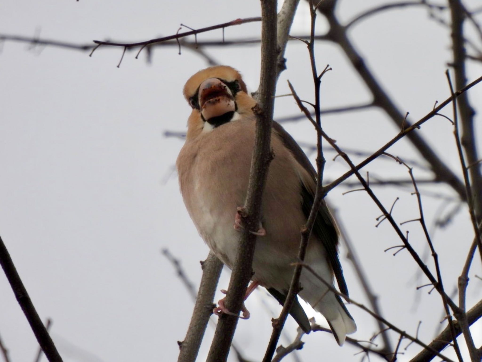 Hawfinch