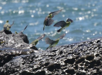 White-bellied Green Pigeon Terugasaki Beach Tue, 8/6/2019