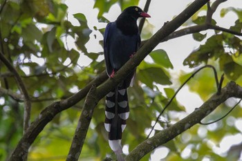 Taiwan Blue Magpie 三義 Wed, 3/28/2018