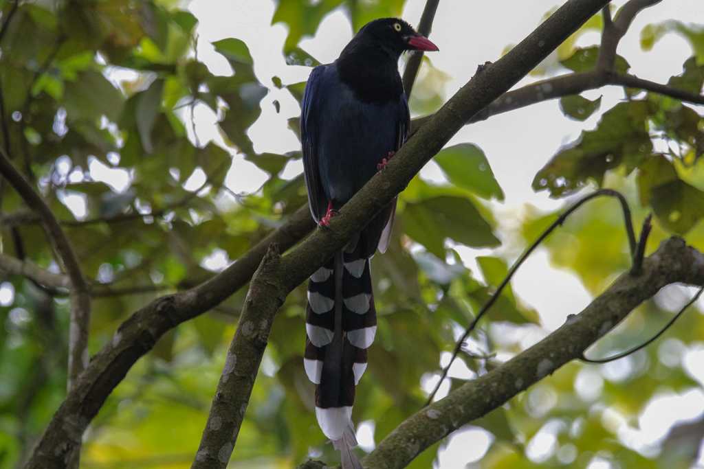 Taiwan Blue Magpie