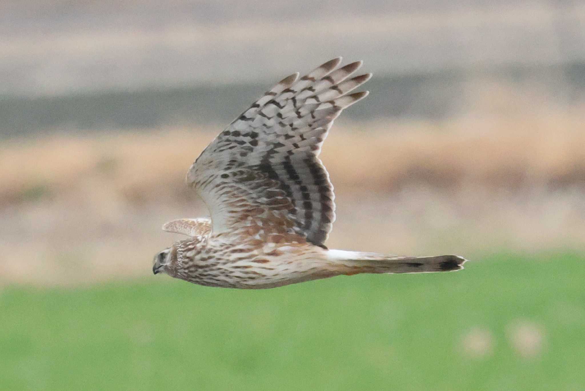 Photo of Hen Harrier at Nabeta Reclaimed land by toshi