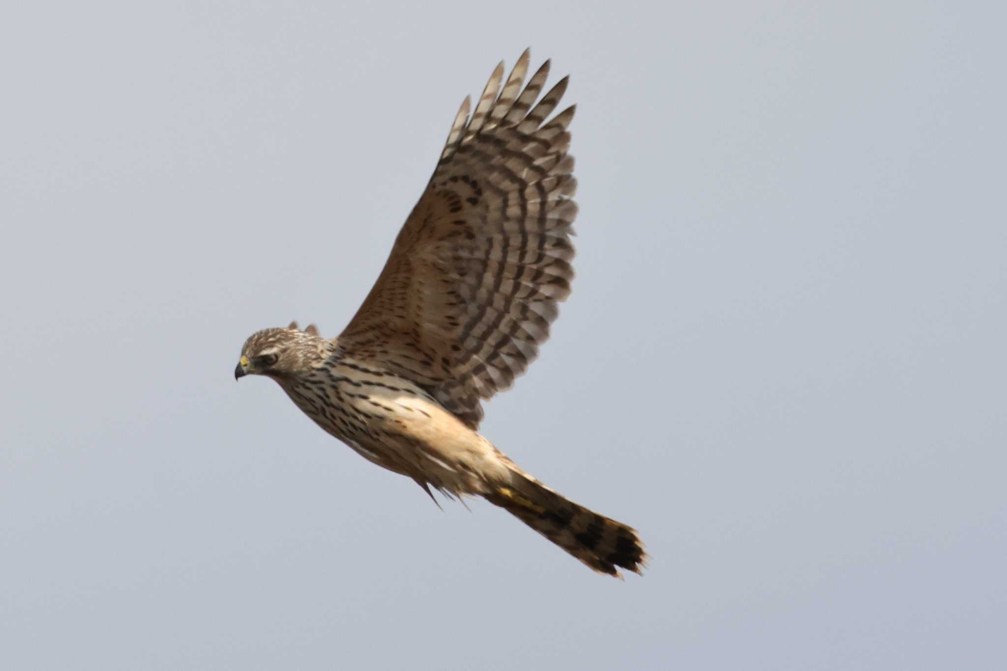Photo of Hen Harrier at Nabeta Reclaimed land by toshi