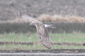 Hen Harrier Nabeta Reclaimed land Sat, 1/14/2023