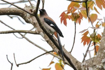 Wed, 3/28/2018 Birding report at 三義