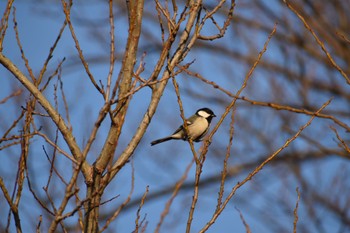 Japanese Tit 勅使池(豊明市) Sun, 1/15/2023