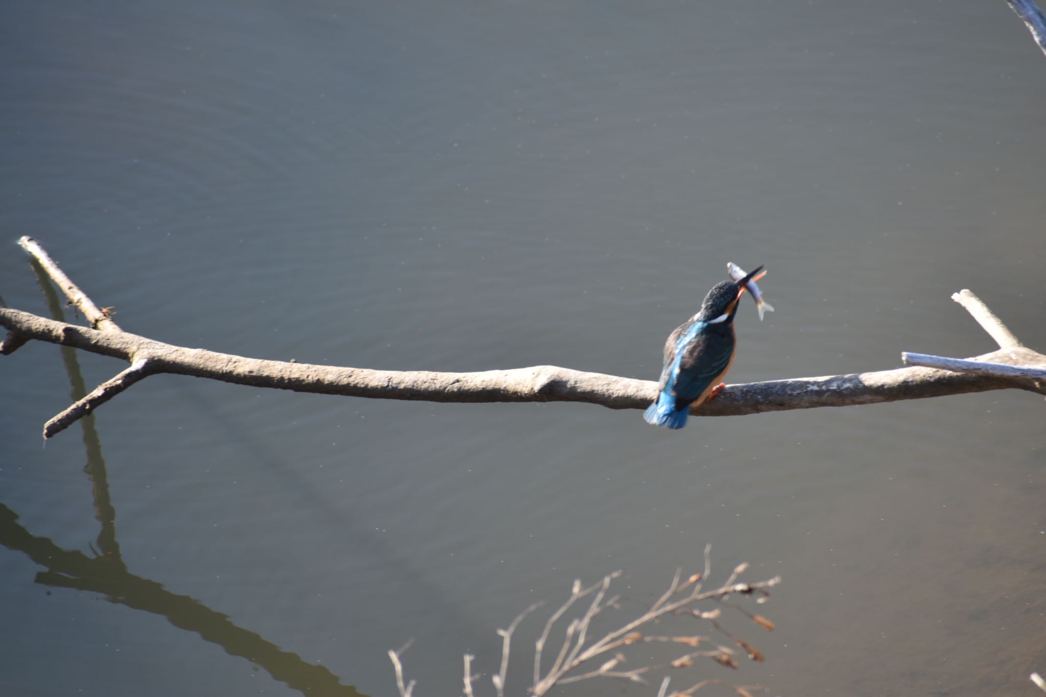 Common Kingfisher