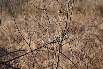 Masked Bunting 勅使池(豊明市) Sun, 1/15/2023