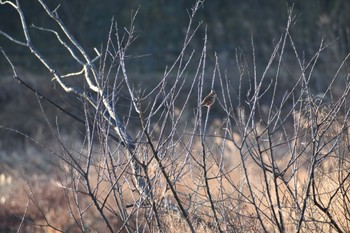 Rustic Bunting 勅使池 Sun, 1/15/2023