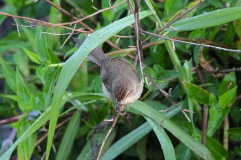 Plain Prinia 三義 Wed, 3/28/2018